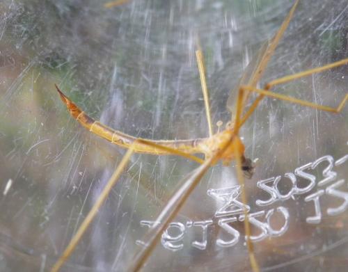 Réf. 286 478 : Pedicia littoralis